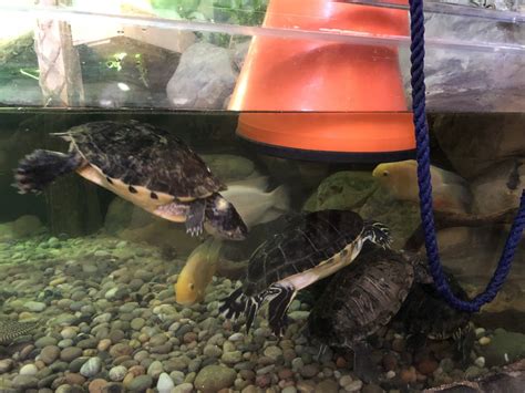 Mississippi Map Turtles and Red-eared Sliders at Tynemouth Aquarium (2019) - ZooChat