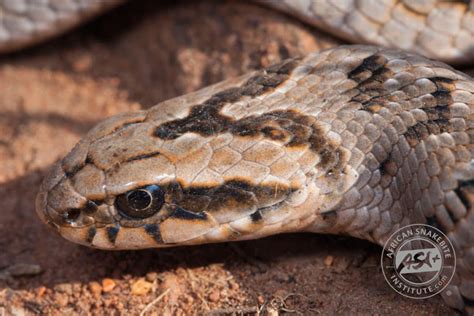 Common Night Adder - African Snakebite Institute