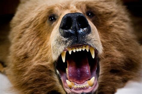 Best Bear Growling Stock Photos, Pictures & Royalty-Free Images - iStock