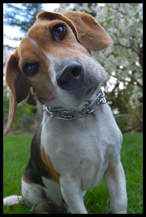 Funny Beagle | Beagles | Pinterest