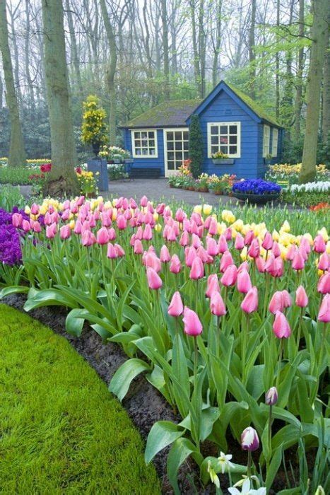 Pink Tulips | Beautiful gardens, Planting flowers, Dream garden