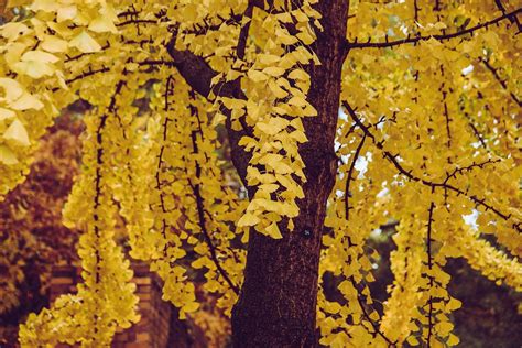 Ginkgo Trees for Sale - Buying & Growing Guide - Trees.com