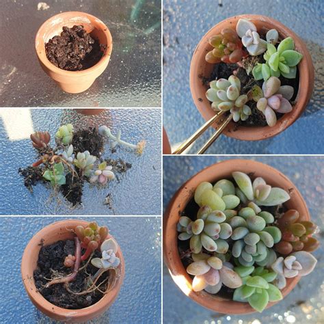 Here's how I made the mini succulent arrangements. : r/succulents