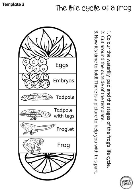 Life cycle of a frog foldable kids' craft | A4 and 11x8.5 inch ...