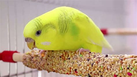 Budgie Food: Everything You Need to Know!