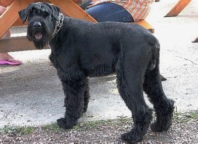 Giant Schnauzer | Guard dog breeds, Dog breeds, Giant schnauzer