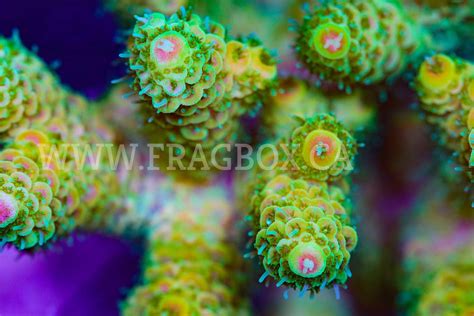 Yellow Millepora - Frag Box Corals