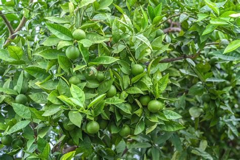 How to Grow and Care for a Lime Tree