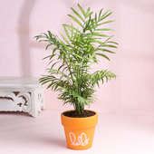 Send Chamaedorea Palm Plant In Orange Terracotta Pot Online, Price Rs ...