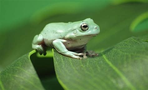 7 Best Pet Frogs That Are a Dream for Beginners & Experts Alike to Own