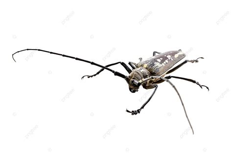 Insect Specimen Hd Photography Background, Real Shot, Black, White Background Image for Free ...