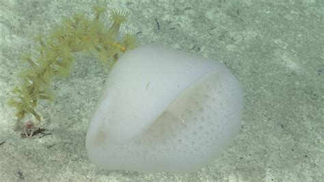 Sponge Hunting in Deep Waters of Puerto Rico, Why?: Illuminating ...