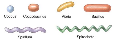 Rod Shaped Lactobacillus: Exploring Bacteria Shapes