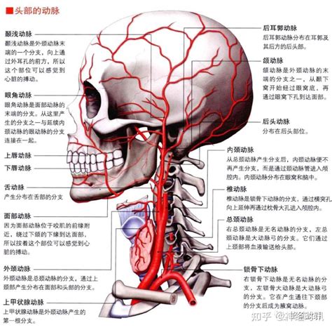 3D解剖丨头颈部、颅脑，满是干货速收藏 - 知乎