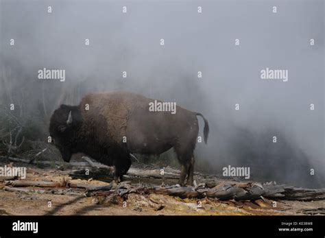 American Bison in Yellowstone Stock Photo - Alamy