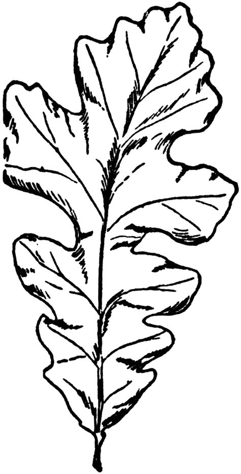 Oak Leaf Outline - Cliparts.co