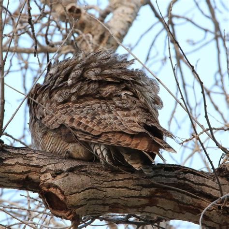 Great Horned Owl Feathers - Bird Watching Academy