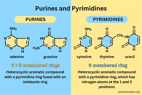 Purines and Pyrimidines