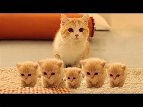 So many cute kittens videos compilation 2023 - YouTube