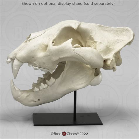 Extra Large African Lion Skull, Male - Bone Clones - Osteological ...