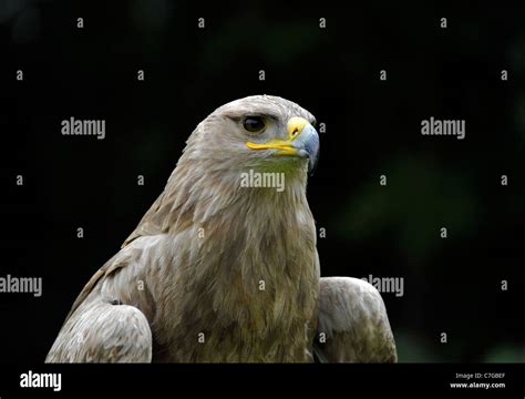 Tawny eagle Stock Photo - Alamy