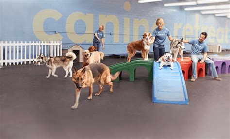 Dog Daycare & Boarding in South Bay LA | Canine Retreat