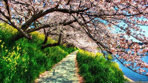 Path under the blossom trees - HD spring wallpaper