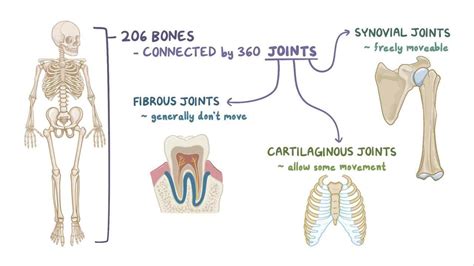 Fibrous, cartilage, and synovial joints: Video | Osmosis