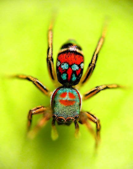 514 best images about Arachnid on Pinterest | Singapore, Rose hair tarantula and Spider webs