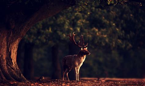 Deer Hd Wallpaper In Forest | High Definitions Wallpapers