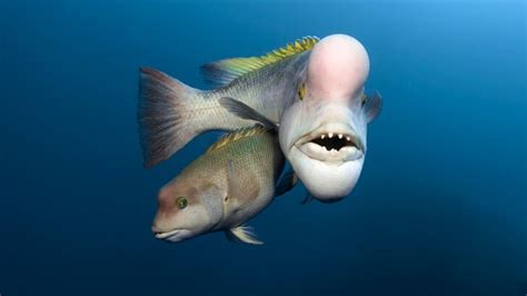 Fish are the sex-switching masters of the animal kingdom | BBC Earth