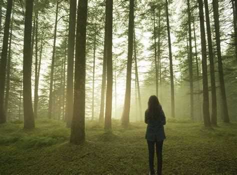 Silhouette of girl standing alone in pine forest at twilight. | The DBT ...