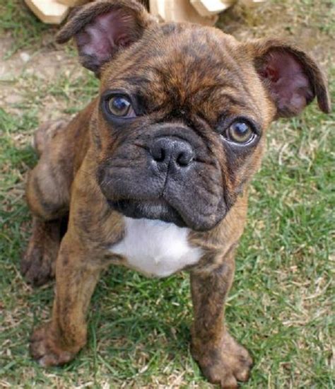 10 Unreal French Bulldog Cross Breeds You Have To See To Believe | Pug ...