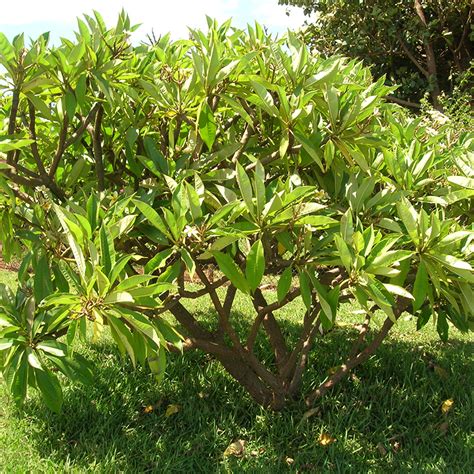 Frangipani tree white - Plumeria rubra white naturally grown in France