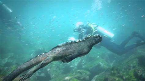 Marine Iguanas