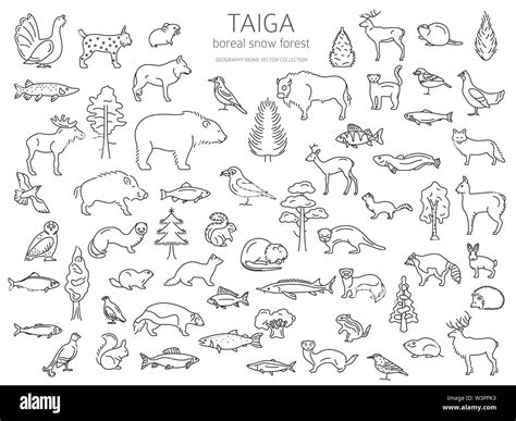 Taiga biome, boreal snow forest thin simple line design. Terrestrial ecosystem world map ...