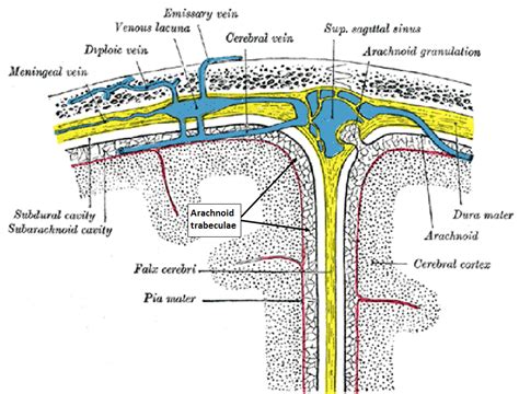 Arachnoid trabeculae - Wikipedia