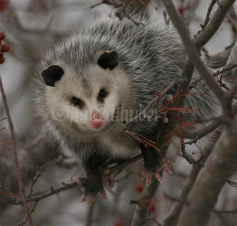 Opossum eating fruit in a tree in Waukesha County Wisconsin on December ...