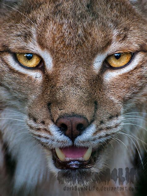 Within the eye of the Lynx by darkSoul4Life on DeviantArt