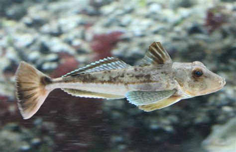 Gurnard species - ZooChat