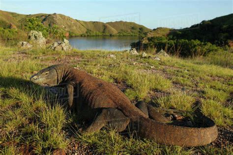 Komodo dragon (Varanus komodoensis) in habitat with boat, Rinca Island ...