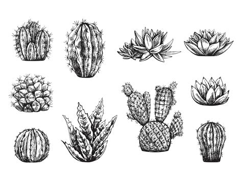 Premium Vector | Vector set of hand drawn sketch of cacti and succulent plants isolated on white ...
