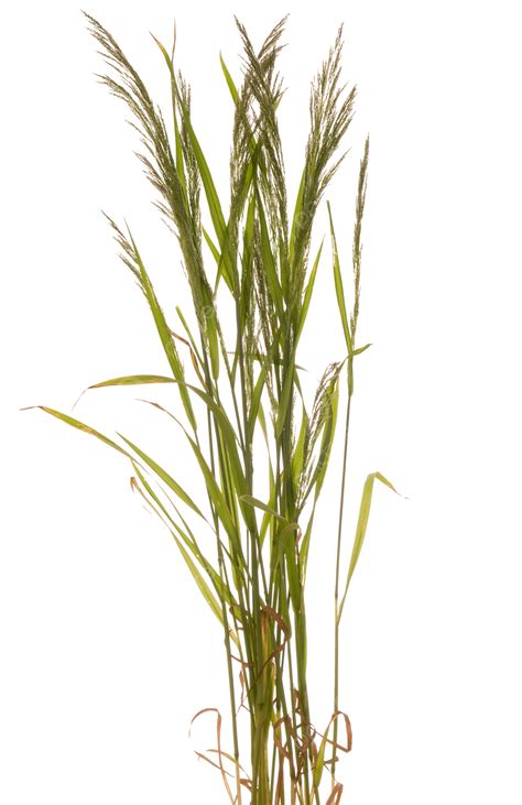 Grass White Background, Close Up, Young Plant, White Background PNG Transparent Image and ...