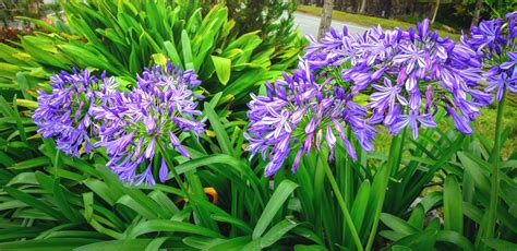 16 Stunning Agapanthus Varieties With Advice From Patrick Fairweather ...