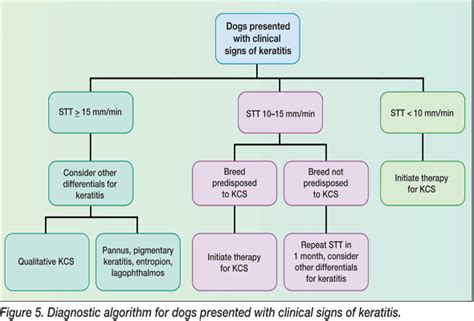 Diagnosis & Treatment of Keratoconjunctivitis Sicca in Dogs