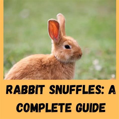 Rabbit Snuffles: Can Rabbits Have Seasonal Allergies?