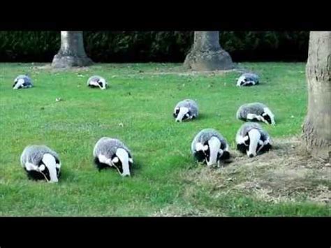 The Badger Song - Stop Frame Animation | Badger Badger Badger | Know ...