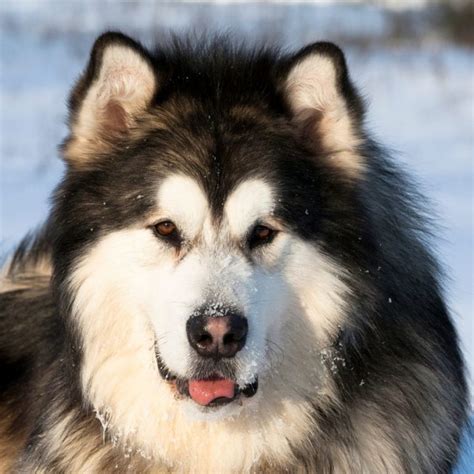 Alaskan Malamute Coat Colors | Coats and Colors