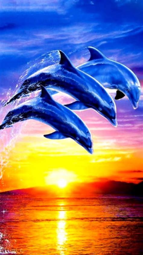 Dolphin Pictures Sunset