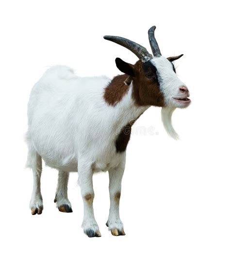 Farm Goat. Isolated on White Stock Image - Image of length, farm: 45472013